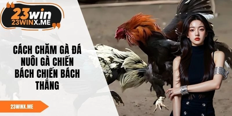 Cách Chăm Gà Đá – Nuôi Gà Chiến Bách Chiến Bách Thắng