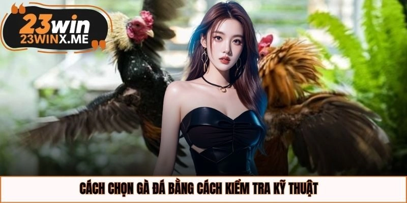Cách chọn gà đá bằng cách kiểm tra kỹ thuật