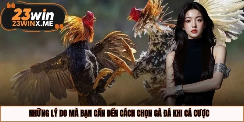 Những lý do mà bạn cần đến cách chọn gà đá khi cá cược